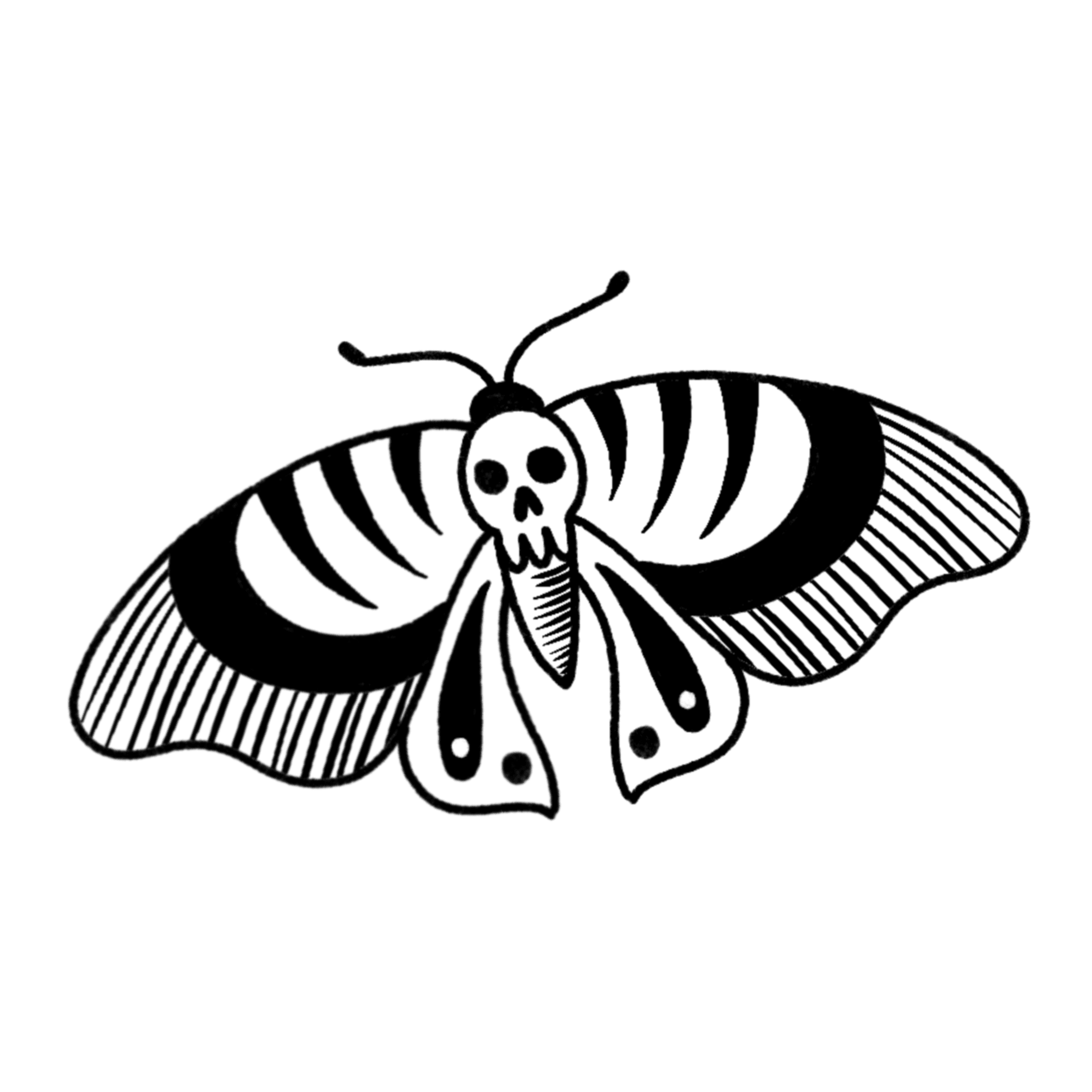 Skull Moth